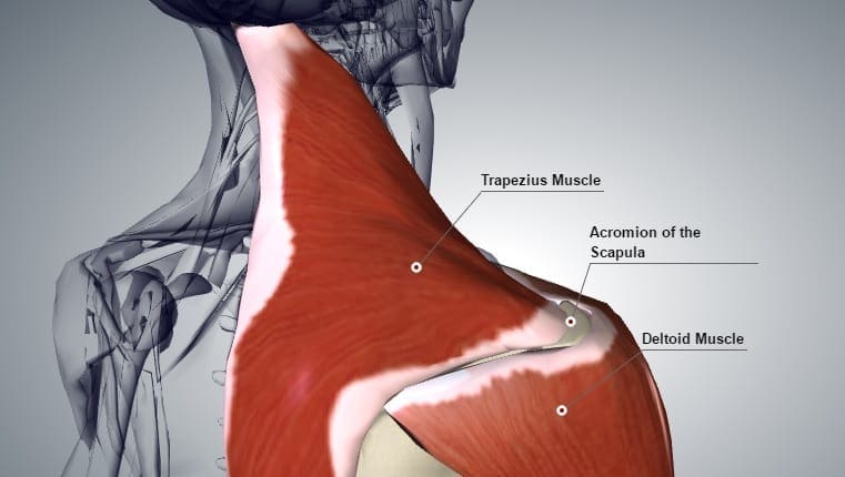 deltoid-trapzius-acromion