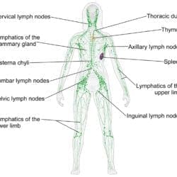 Diagram of the human lymphatic system female