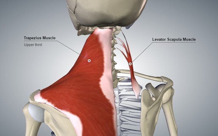 Diagram showing upper trapezius and levator scapulae muscles